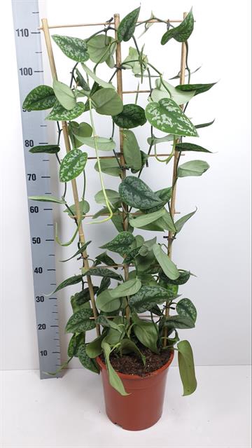 Scindapsus pictus Trebie 24Ø 110cm