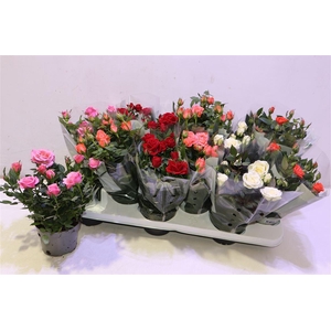 arr8 Ro Kordana Gem 5 Srt