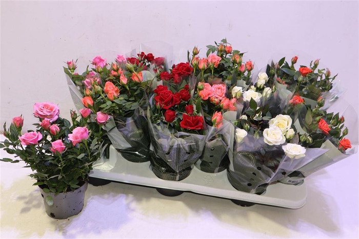 <h4>arr8 Ro Kordana Gem 5 Srt</h4>