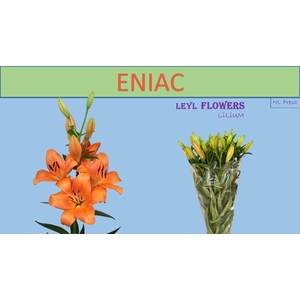 LI LA ENIAC
