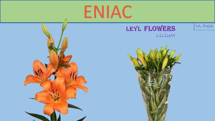 <h4>LI LA ENIAC</h4>