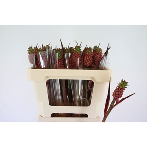 Ananas Perfetto 45cm