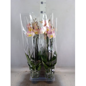 Phalaenopsis   ...rose