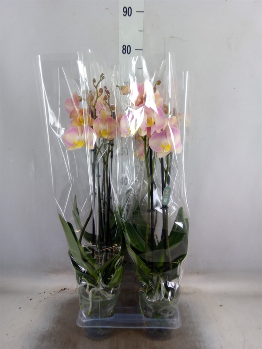 <h4>Phalaenopsis   ...rose</h4>