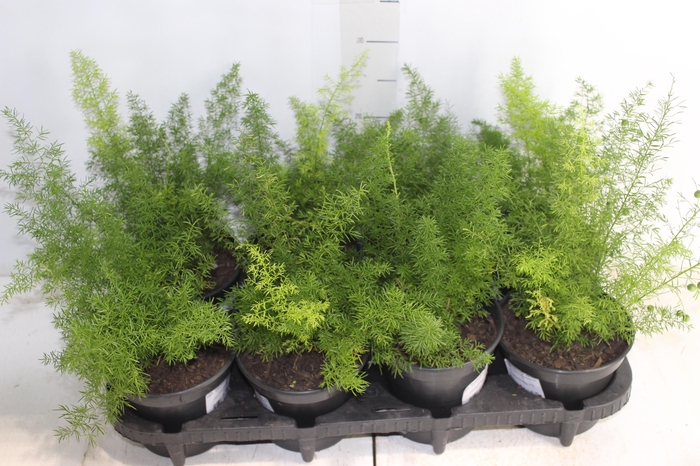 <h4>ASPARGO REAL P15</h4>