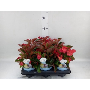 Begonia semp.   ...greenleaf mix