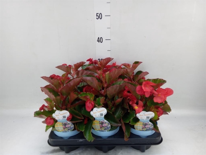 <h4>Begonia semp. ...greenleaf mix</h4>