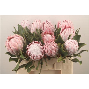 Protea Cynaroides M