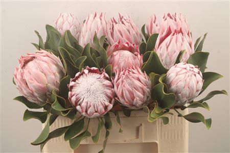 <h4>Protea Cynaroides M</h4>