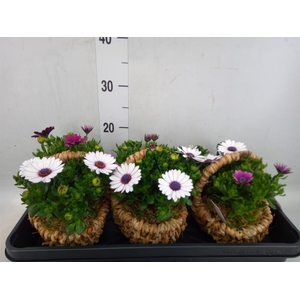 Arr.   Tuinplanten L%