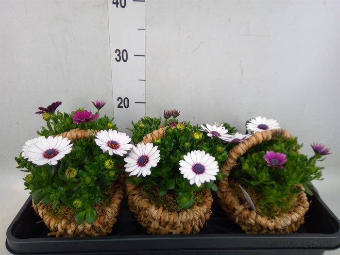 <h4>Arr.   Tuinplanten L%</h4>