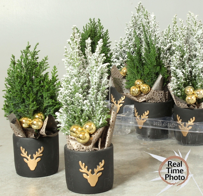 <h4>CHAM L ELLWOODII</h4>