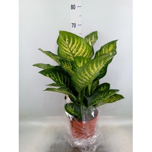 Dieffenbachia seg. 'Maroba'