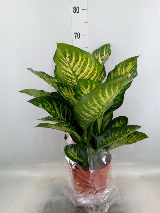 <h4>Dieffenbachia seg. 'Maroba'</h4>