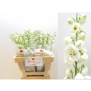 DELPH DU GUARD WHITE