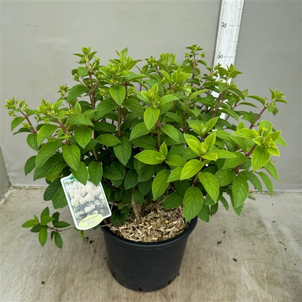 <h4>Hydrangea paniculata Bobo p30 / 12 ltr</h4>