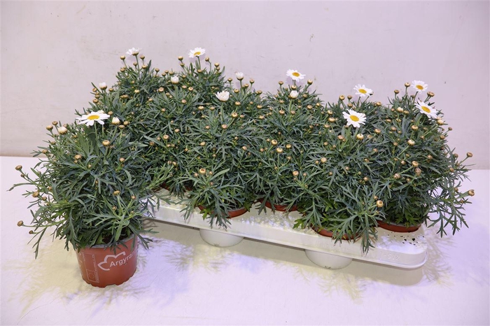 <h4>Arg La Rita C White</h4>