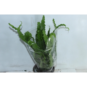 ASPLENIUM OSAKA CRESPO P17