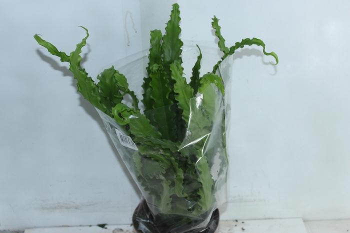 <h4>ASPLENIUM OSAKA CRESPO P17</h4>
