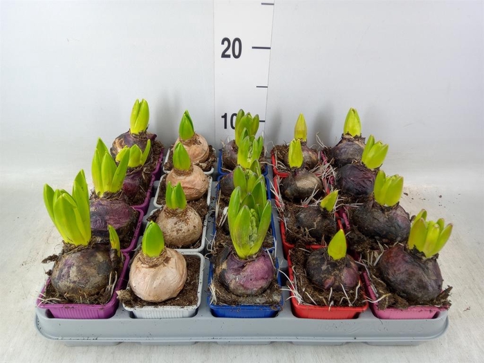 <h4>Hyacinthus orie.   ...mix 5</h4>