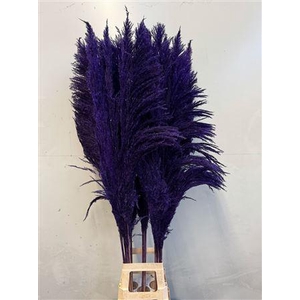 Cortaderia Purple