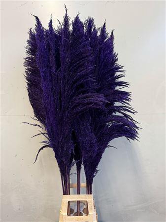 <h4>Cortaderia Purple</h4>