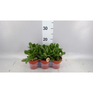 Crassula ovata