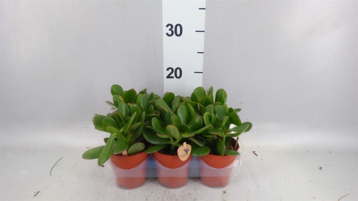 <h4>Crassula ovata</h4>