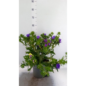 Stokesia laevis