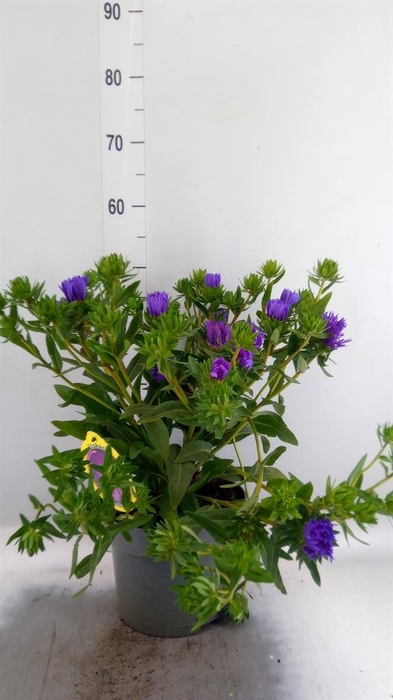 <h4>Stokesia laevis</h4>
