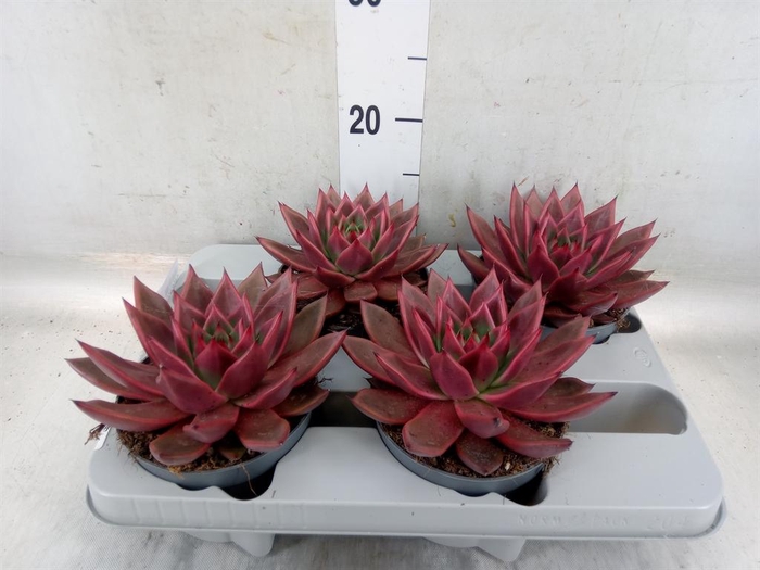 <h4>Echeveria   ...</h4>