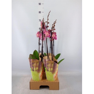 Phalaenopsis   ...orange