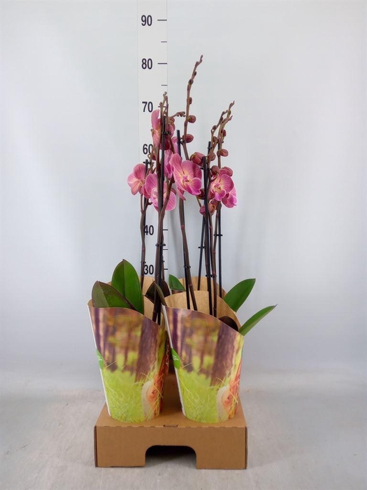 <h4>Phalaenopsis   ...orange</h4>