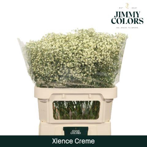 <h4>Gyps Xlence L80 Creme</h4>
