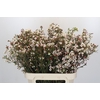 Chamelaucium Moonlight Delight