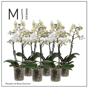 Phalaenopsis Multi White 2 spike - 12cm | Mimesis