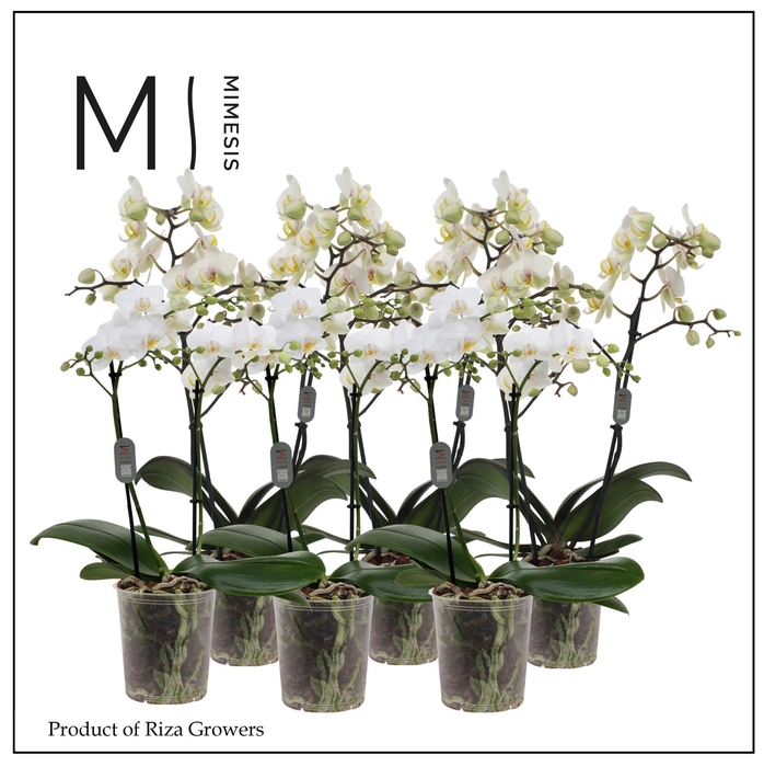 <h4>Phalaenopsis Multi White 2 spike - 12cm | Mimesis</h4>