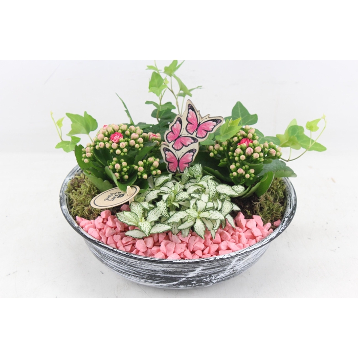 <h4>Arr2 Pl - Zink Antiek Schaal - Roze</h4>