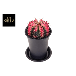 Gymno Cactus 'Multicolor'