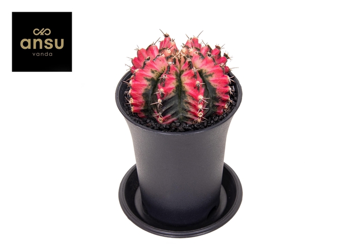 <h4>Gymno Cactus 'Multicolor'</h4>