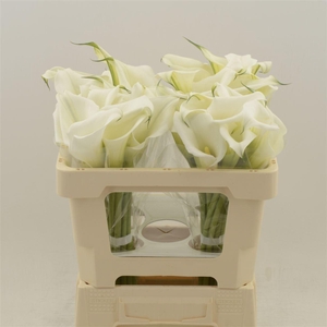 Calla White Mambo | Dubbelbloemig