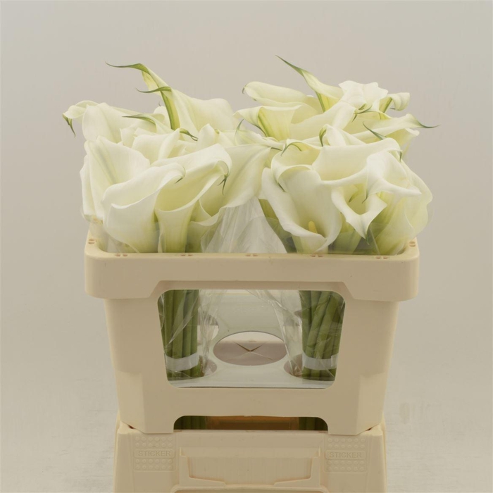 <h4>Calla White Mambo | Dubbelbloemig</h4>