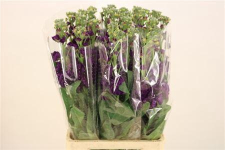 <h4>Matth Iron Purple</h4>