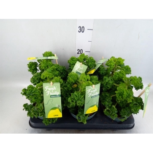 Pelargonium graveolens 'Lemon Tree'