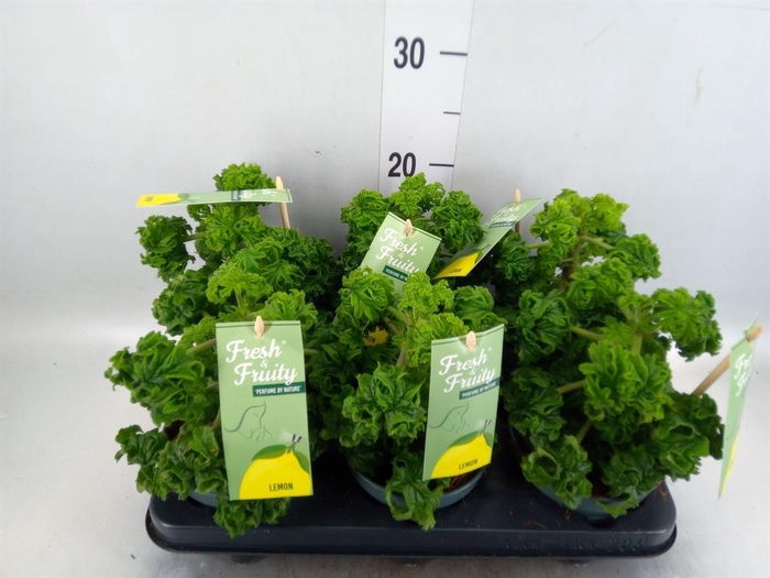 <h4>Pelargonium graveolens 'Lemon Tree'</h4>