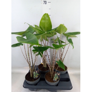 Alocasia zebrina