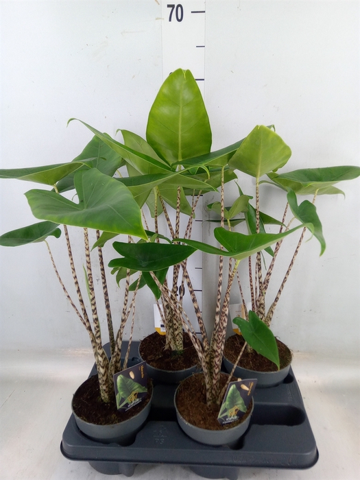 <h4>Alocasia zebrina</h4>