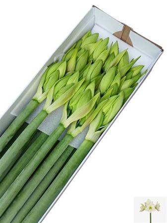 <h4>Hipp Ga Albarino</h4>