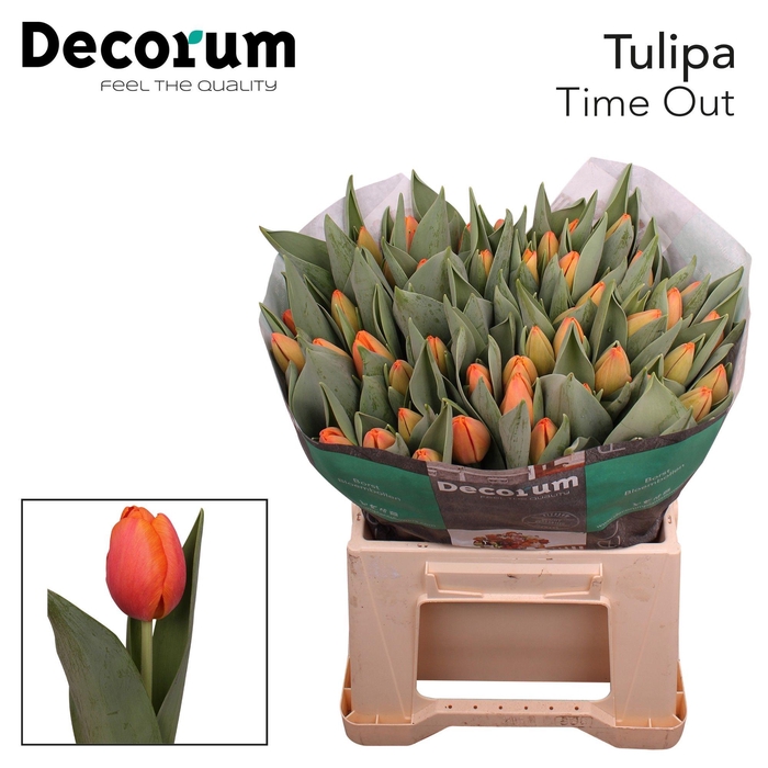 <h4>TU EN TIME OUT</h4>