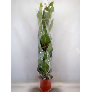 Ficus benghalensis 'Joy'